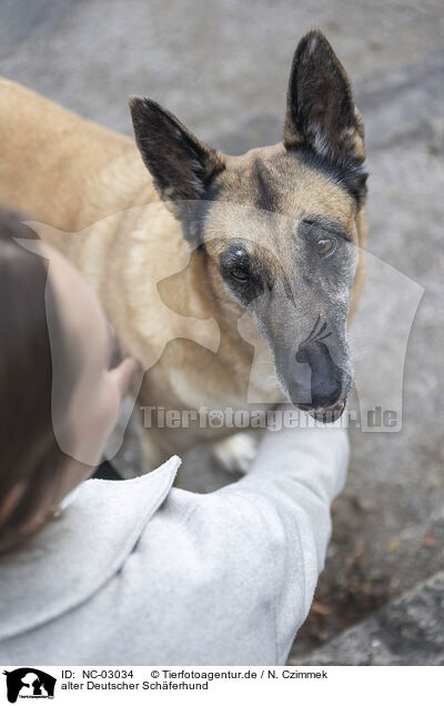 alter Deutscher Schferhund / old German Shepherd / NC-03034