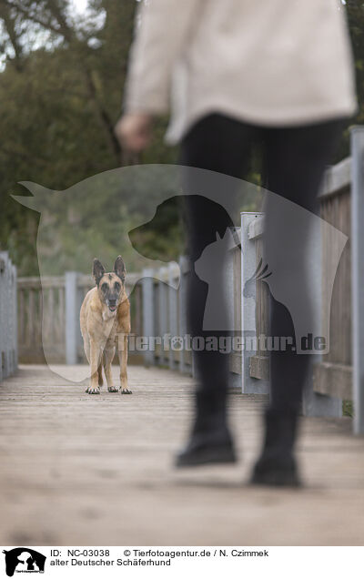 alter Deutscher Schferhund / old German Shepherd / NC-03038