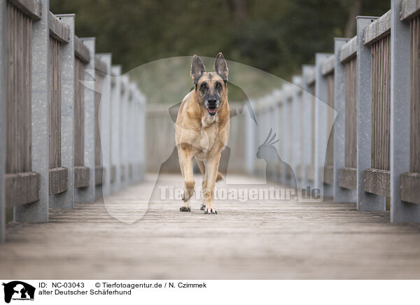 alter Deutscher Schferhund / NC-03043