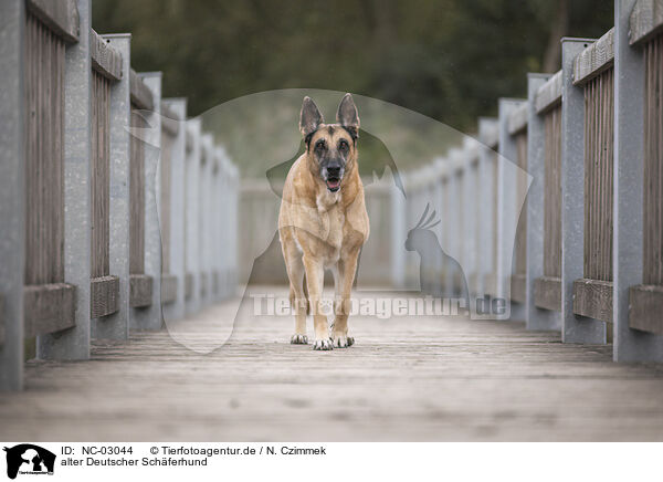 alter Deutscher Schferhund / old German Shepherd / NC-03044