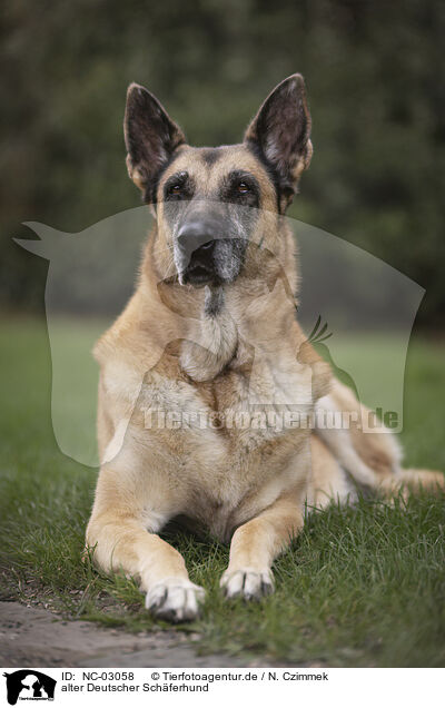 alter Deutscher Schferhund / NC-03058