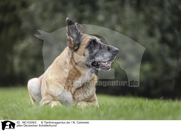 alter Deutscher Schferhund / NC-03063