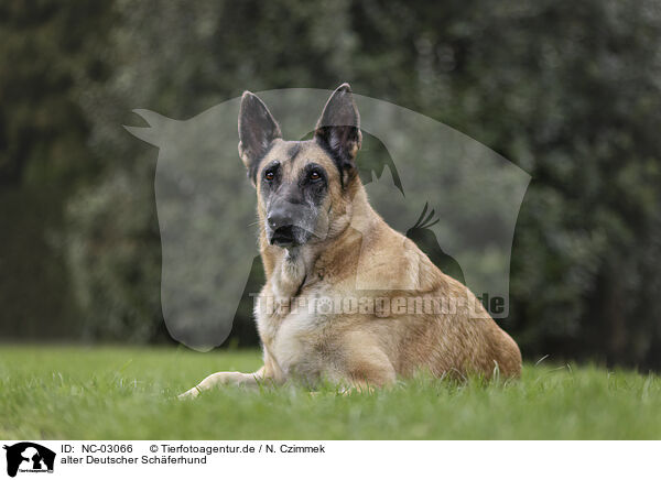 alter Deutscher Schferhund / old German Shepherd / NC-03066