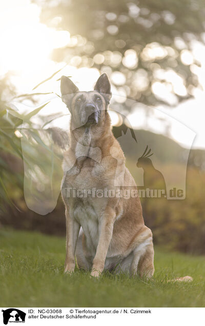 alter Deutscher Schferhund / old German Shepherd / NC-03068