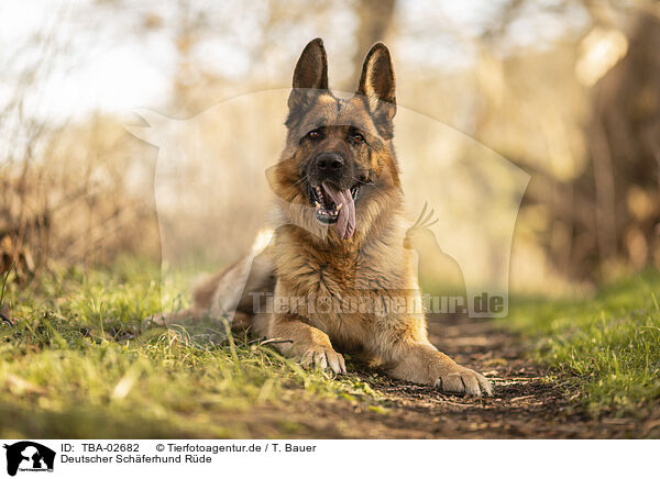 Deutscher Schferhund Rde / TBA-02682