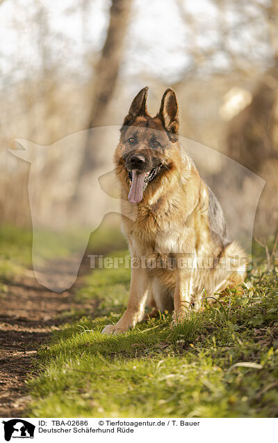 Deutscher Schferhund Rde / TBA-02686