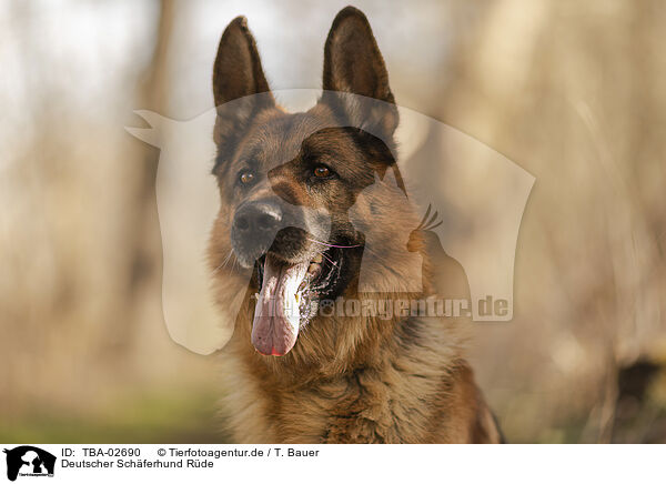 Deutscher Schferhund Rde / TBA-02690