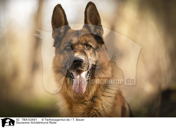 Deutscher Schferhund Rde / TBA-02691