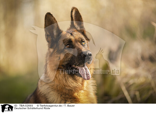 Deutscher Schferhund Rde / TBA-02693