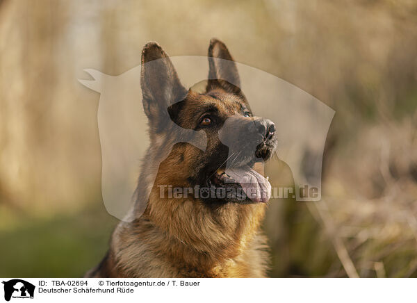 Deutscher Schferhund Rde / male German Shepherd / TBA-02694