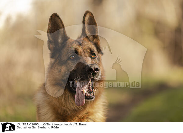 Deutscher Schferhund Rde / TBA-02695