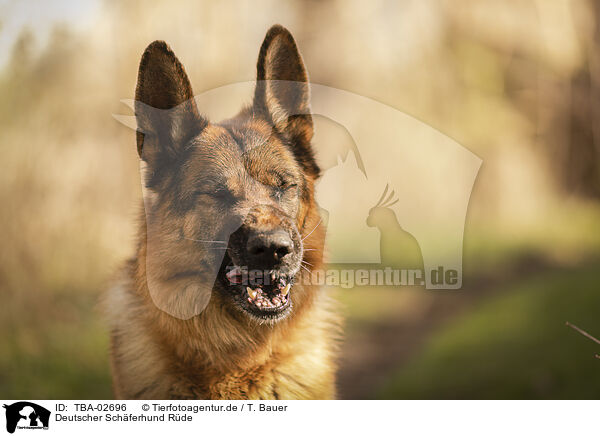 Deutscher Schferhund Rde / TBA-02696