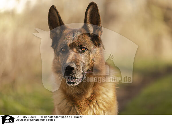 Deutscher Schferhund Rde / TBA-02697