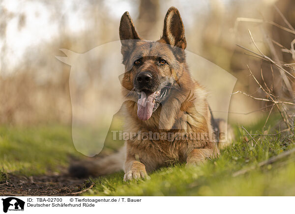 Deutscher Schferhund Rde / TBA-02700