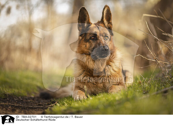 Deutscher Schferhund Rde / TBA-02701