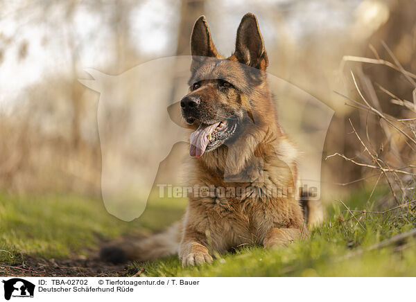 Deutscher Schferhund Rde / TBA-02702