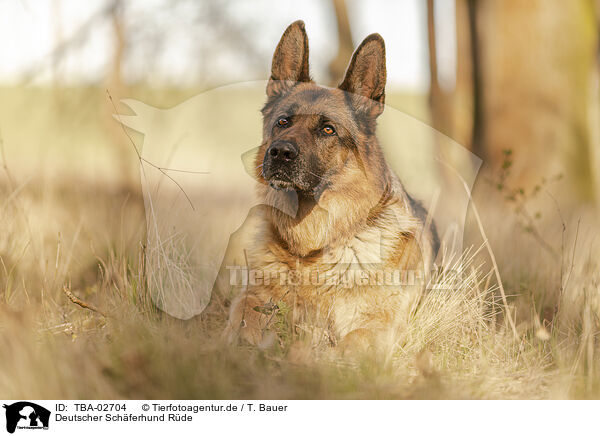 Deutscher Schferhund Rde / male German Shepherd / TBA-02704