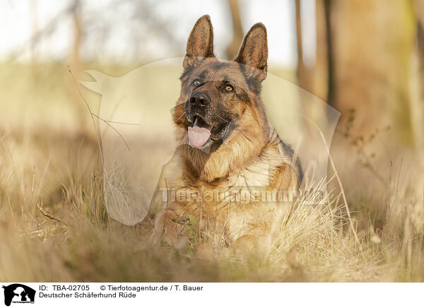 Deutscher Schferhund Rde / male German Shepherd / TBA-02705