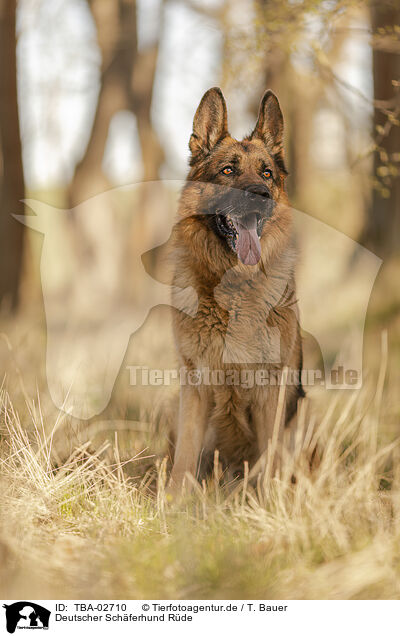 Deutscher Schferhund Rde / male German Shepherd / TBA-02710