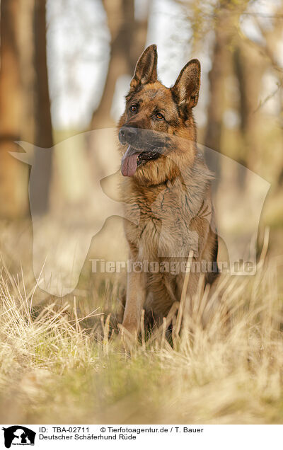 Deutscher Schferhund Rde / TBA-02711