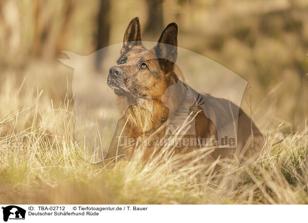 Deutscher Schferhund Rde / TBA-02712