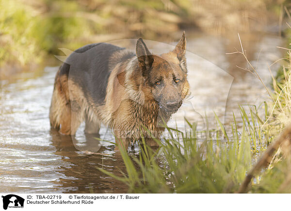 Deutscher Schferhund Rde / male German Shepherd / TBA-02719