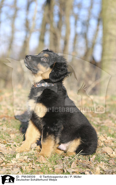 Deutscher Schferhund Welpe / PM-08509