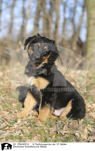 Deutscher Schferhund Welpe / PM-08510