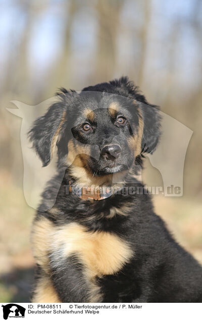 Deutscher Schferhund Welpe / PM-08511