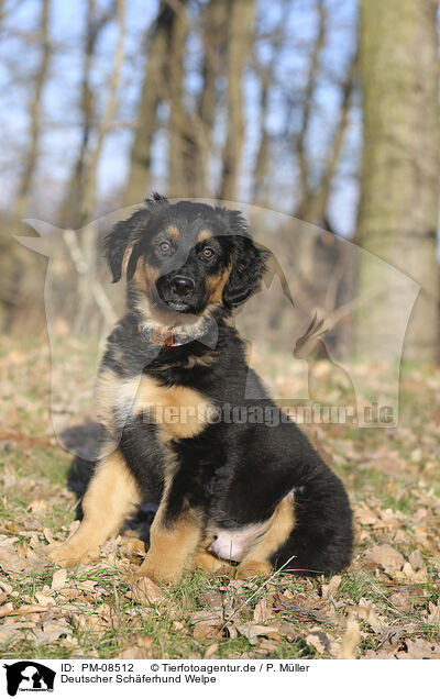 Deutscher Schferhund Welpe / Deutscher Schferhund Puppy / PM-08512