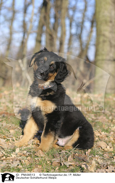 Deutscher Schferhund Welpe / Deutscher Schferhund Puppy / PM-08513