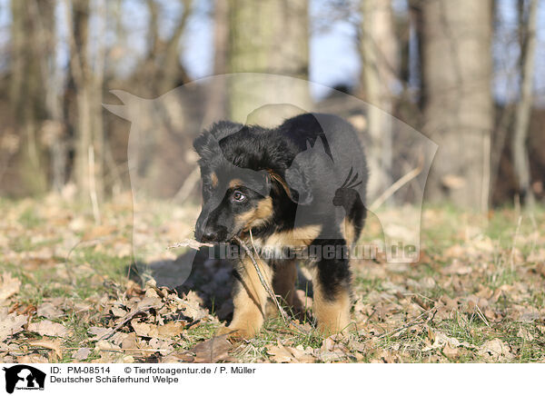 Deutscher Schferhund Welpe / PM-08514