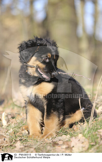 Deutscher Schferhund Welpe / PM-08515