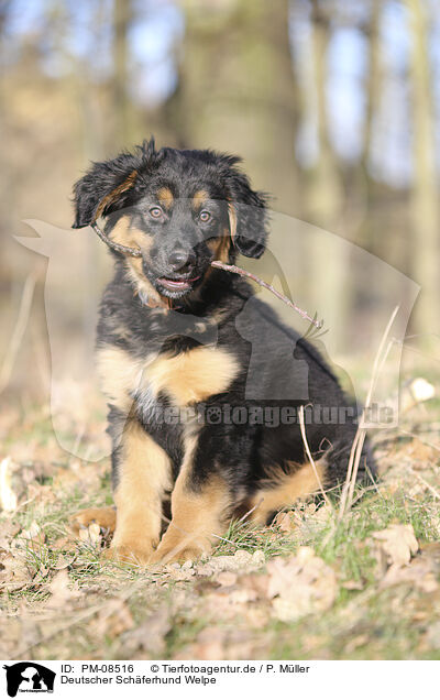 Deutscher Schferhund Welpe / PM-08516