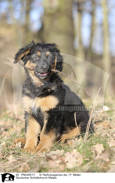 Deutscher Schferhund Welpe / PM-08517