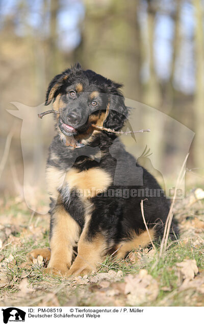 Deutscher Schferhund Welpe / PM-08519