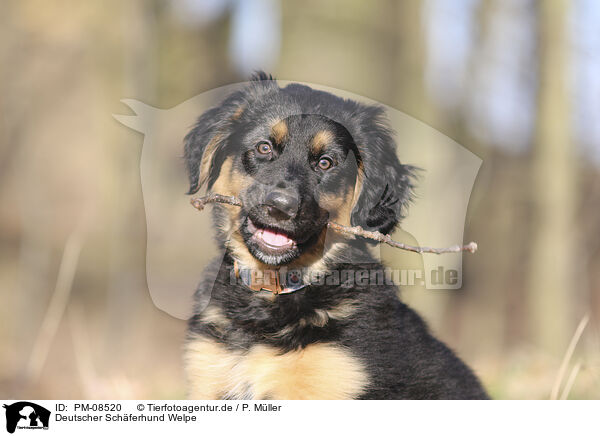 Deutscher Schferhund Welpe / PM-08520