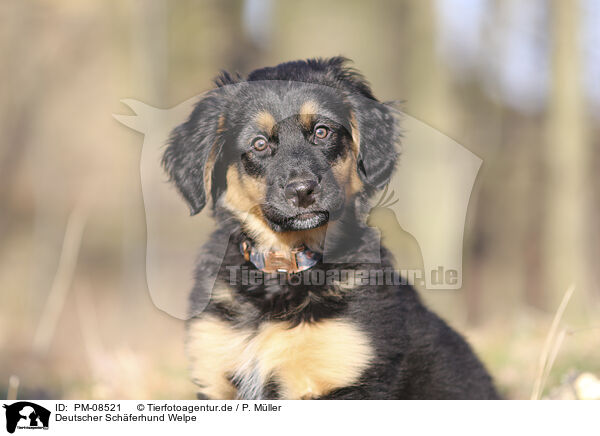 Deutscher Schferhund Welpe / PM-08521