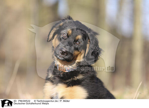 Deutscher Schferhund Welpe / PM-08522