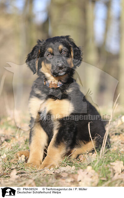 Deutscher Schferhund Welpe / PM-08524