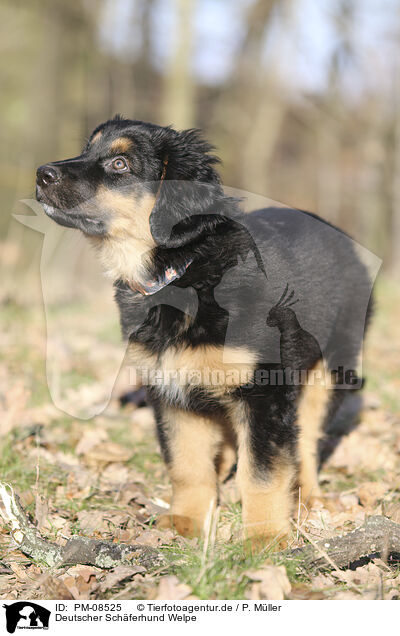 Deutscher Schferhund Welpe / PM-08525