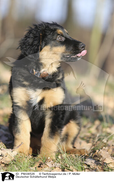 Deutscher Schferhund Welpe / Deutscher Schferhund Puppy / PM-08526