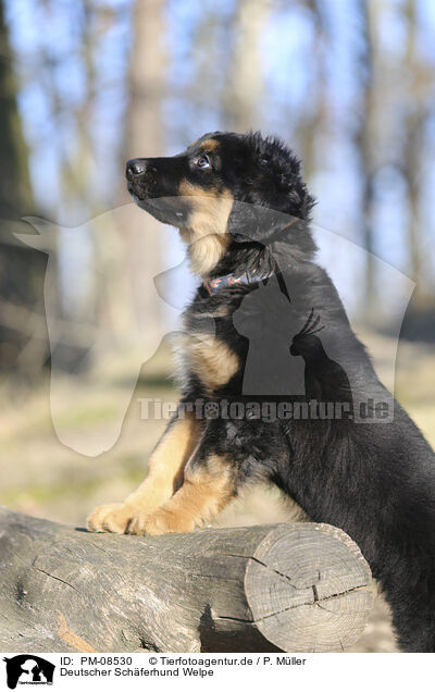 Deutscher Schferhund Welpe / PM-08530
