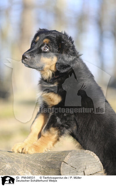 Deutscher Schferhund Welpe / PM-08531