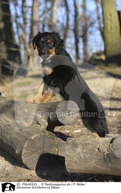Deutscher Schferhund Welpe / PM-08533