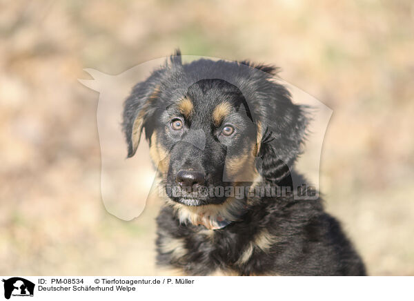 Deutscher Schferhund Welpe / PM-08534