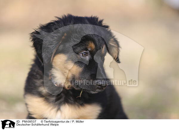 Deutscher Schferhund Welpe / PM-08537