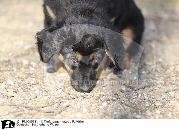 Deutscher Schferhund Welpe / Deutscher Schferhund Puppy / PM-08538