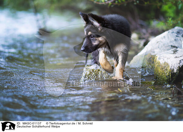 Deutscher Schferhund Welpe / MASC-01137
