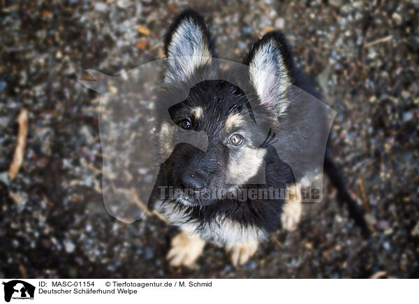 Deutscher Schferhund Welpe / MASC-01154